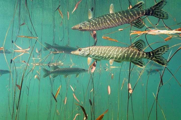 Đàn cá chó lững lờ bơi dưới khe nước trong vắt.