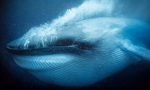 Bữa "đại tiệc" của cá voi xanh. Thông thường, cá voi xanh chỉ săn những con mồi lớn, tuy nhiên, nếu gặp những con cá nhỏ bơi thành đàn lớn, loài sinh vật dưới nước này sẽ nuốt trọn đàn cá để đỡ mất công săn mồi.