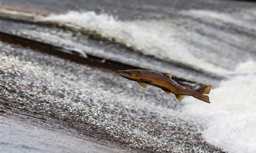 Các nhà khoa học Na Uy đề xuất triệt sản cá hồi nuôi trong các trang trại để tránh tình trạng lai chéo với cá hồi hoang dã - Ảnh: Pixabay