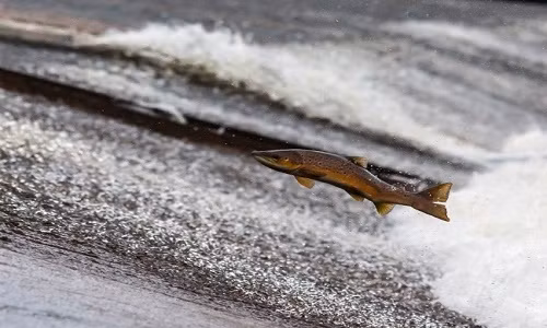 Các nhà khoa học Na Uy đề xuất triệt sản cá hồi nuôi trong các trang trại để tránh tình trạng lai chéo với cá hồi hoang dã - Ảnh: Pixabay