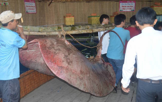 Ngoai ca tram “chua”, con nhung sinh vat “hang khung” nay o VN-Hinh-10