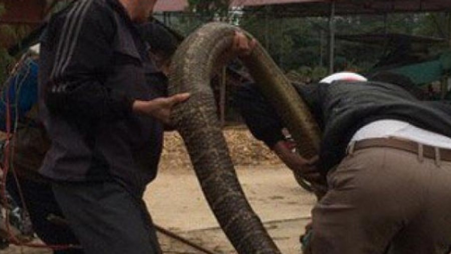 Ngoai ca tram “chua”, con nhung sinh vat “hang khung” nay o VN-Hinh-9