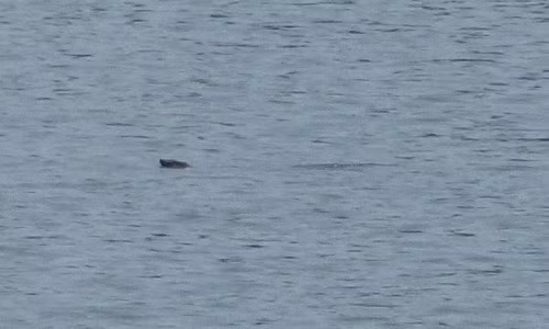 Gioi khoa hoc lam gi de bao ton ca the giong rua Ho Guom?