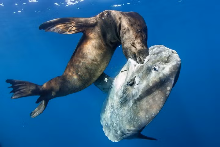 Sư tử biển quyết săn bằng được chú cá thái dương bất chấp sự chống trả quyết liệt của con mồi.
