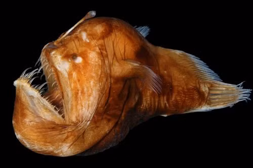 Gai vây lưng phía trước cá vây chân chìa ra giống như cần câu và đầu mút của gai giống như mồi câu.