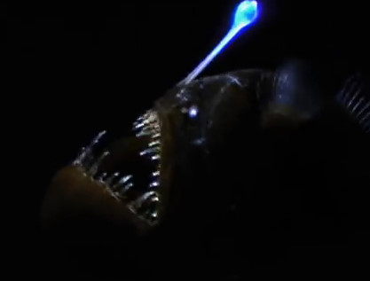 Nếu không tìm được con mái, cá trống sẽ chết. Con đực chỉ to cỡ một ngón tay và có những chiếc răng hình lưỡi câu để bám và sống ký sinh suốt đời trên con cái. Nếu không, những anh chàng "thiếu ga-lăng" này sẽ không thể sống sót vì thiếu thức ăn.