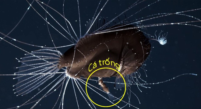 Vì thiếu thức ăn, con cá vây chân mái khổng lồ hạn chế di chuyển, bơi rất nhẹ nhàng và giăng ra những "chiếc tua" như cảnh báo kẻ săn mồi hãy tránh xa.