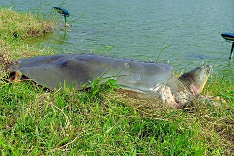 PGS-TS Hà Đình Đức đã cung cấp rất nhiều ảnh "cụ rùa" cho các chuyên gia Đức tham khảo khi chế tác tiêu bản rùa Hồ Gươm (ảnh: PGS-TS Hà Đình Đức)