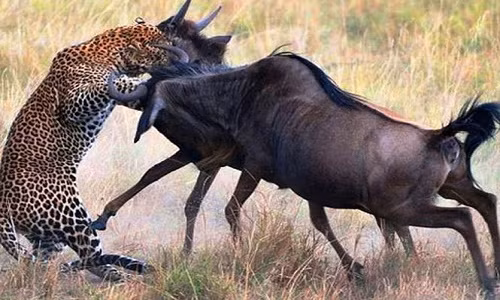 Linh dương đầu bò mẹ húc bay báo hoa mai để giải cứu cho con.