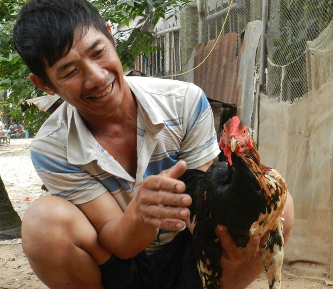 Ổng Hổ xem con gà "pê đê" gáy được 2 giọng trống, mái của mình