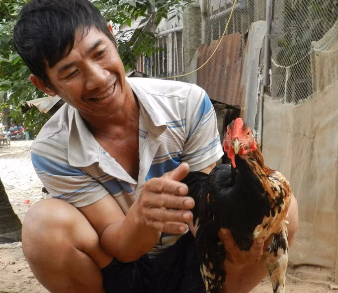 Ổng Hổ xem con gà "pê đê" gáy được 2 giọng trống, mái của mình