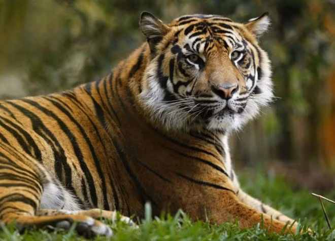 Việt Nam có 1 trong 8 loài ĐVQH nhất TG nguy cơ tuyệt chủng - Hình 3 Viet Nam co 1 trong 8 loai DVQH nhat TG nguy co tuyet chung-Hinh-3