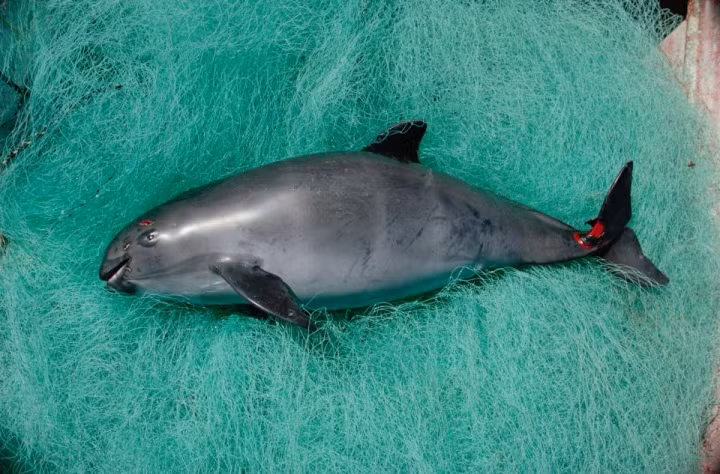 Việt Nam có 1 trong 8 loài ĐVQH nhất TG nguy cơ tuyệt chủng - Hình 5 Viet Nam co 1 trong 8 loai DVQH nhat TG nguy co tuyet chung-Hinh-5