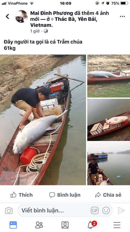 Hình ảnh con cá khổng lồ được chia sẻ trên facebook.