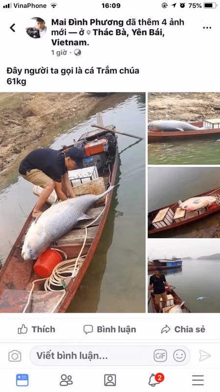 Hình ảnh con cá khổng lồ được chia sẻ trên facebook.