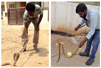 Chỉ một sai sót nhỏ cũng có thể khiến cho chuyên gia bắt rắn bỏ mạng. Ảnh minh họa.