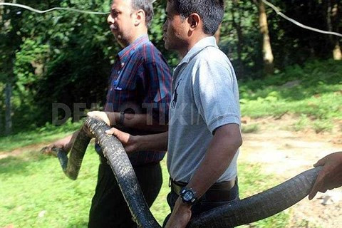Một chú hổ chúa ở Western Ghats, Ấn Độ.