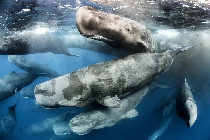 Những chú cá nhà táng đang sử dụng tiếng động để tập hợp đàn.