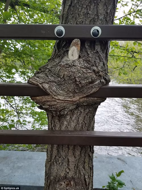 Cây này được ví như “quái vật” khi nuốt trọn thanh sắt hàng rào.