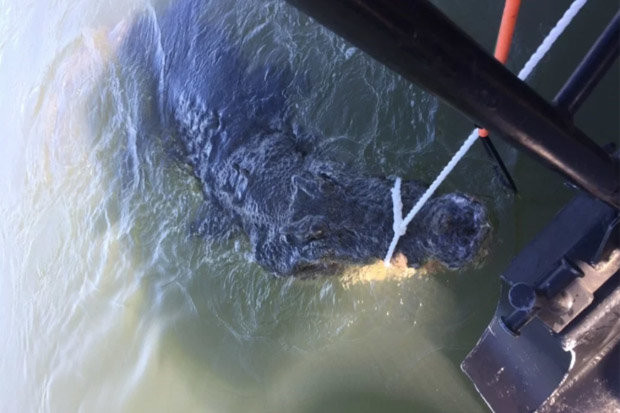 Con cá sấu khổng lồ bị bắt khi xuất hiện gần nơi con người sinh sống.