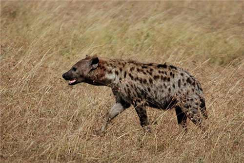 Linh cẩu đốm châu Phi là loài lớn nhất trong họ hàng linh cẩu.