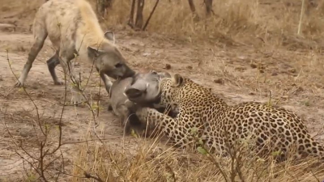 Các nhà nghiên cứu cho rằng lí do của việc này là do quá trình tiến hóa. Linh cẩu đốm châu Phi không có mùa sinh sản cố định. Cách 1-2 năm sinh vật này mới đẻ ra hai con, một trong số chúng lại chết khi chưa kịp trưởng thành. Để duy trì nòi giống, vai trò của linh cẩu cái phải được đề cao hơn.