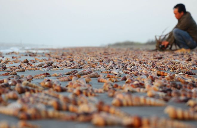 Ốc viết cũng được ưa thích vì hương vị của nó thơm ngon, béo ngọt mà lại giòn.