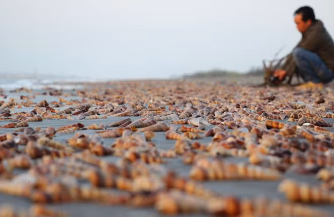 Ốc viết cũng được ưa thích vì hương vị của nó thơm ngon, béo ngọt mà lại giòn.