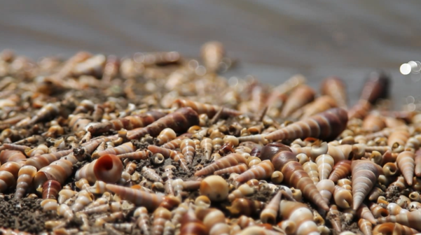 Lúc thủy triều dâng, ốc bị sóng đánh dạt lên bờ. Khi thủy triều rút, ốc nằm trơ trọi lại trên bãi.