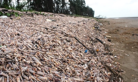 Hình ảnh những đường bờ bao cao gần 1m trải dài hút mắt hơn 6km được tạo bởi hàng triệu vỏ ốc viết chắc chắn sẽ khiến bất kỳ ai cũng phải ấn tượng. Hàng năm, dọc bờ biển Bến Tre và Trà Vinh đều được gió và sóng biển bồi với lượng lớn không phải phù sa, cát, bùn mà là xác ốc viết.