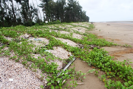 Tình trạng này xuất hiện từ tháng 9 tới tháng 3 hàng năm, gió mạnh, sóng lớn đẩy ốc viết vào bờ.