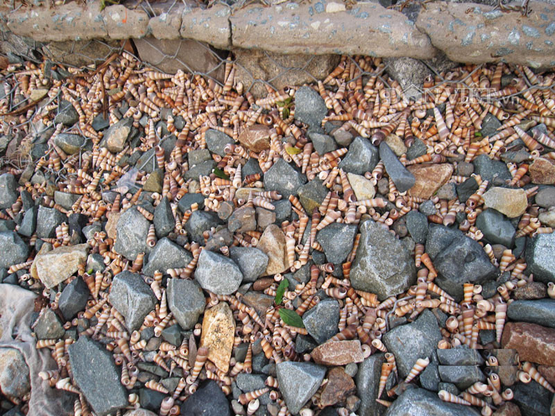 Những con ốc viết nằm phơi mình được sóng biển đẩy dần dần tạo thành từng lớp cuốn vào bờ nằm sát hàng dương. Lâu ngày lớp vỏ ốc hàng triệu con càng dày và cao lên tạo thành đê chắn sóng tự nhiên được người dân địa phương gọi là bãi ốc “độc nhất vô nhị” mà thiên nhiên ban tặng.