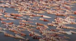 Ngoài ra, vỏ ốc viết cứng như đá phủ kín bờ biển, giúp chắn sóng, chống sạt lở, bảo vệ hoa màu cho người dân Bến Tre, Trà Vinh.