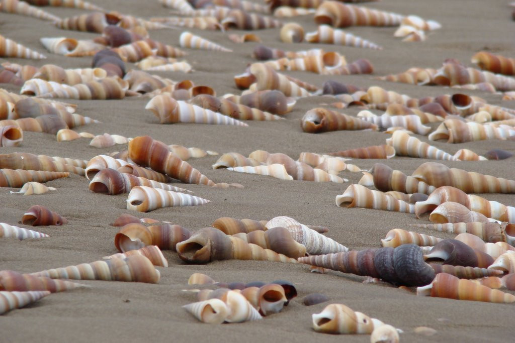 Loài ốc này có vỏ cứng, màu vàng nhạt pha nâu sẫm, thân dài cỡ 7 – 8 cm.