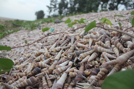 Cái tên ốc viết cũng chẳng biết ai đã đặt cho nó. Người dân địa phương bảo rằng thấy nó cũng có hình dáng thon dài trông giống như… cây viết (cây bút) nên thành tên như thế.