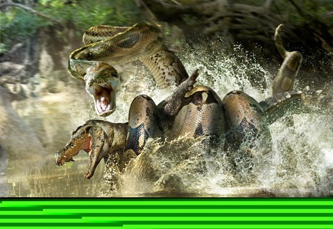 Titanoboa có thể nghiền nát mọi con mồi, kể cả cá sấu khổng lồ.