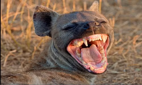 Thông qua hành vi của những con linh cẩu, người ta mới dễ dàng phân biệt ra được đâu là linh cẩu cái và đâu là linh cẩu đực, bởi lẽ rất khó phân biệt đực - cái ở loài linh cẩu vì con cái cũng có... dương vật giả.