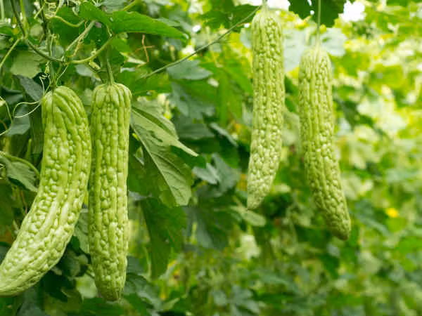 Ăn nhiều mướp đắng có thể gây tiêu chảy và một số vấn đề khác về dạ dày, sức khỏe xương. Ảnh: BS.