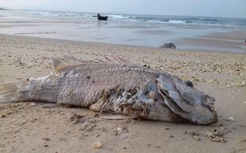 Hom nay, chuyen gia nuoc ngoai toi Ha Tinh 