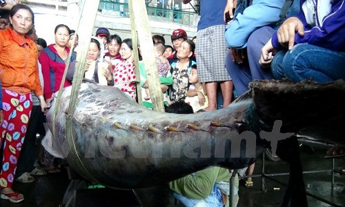 Ngu dan Khanh Hoa bat duoc ca ngu vay xanh 307kg