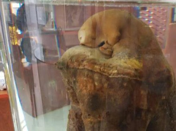 Trong y học cổ truyền, linh chi Thái Tuế được cho là có nhiều công dụng, bao gồm cải thiện tuần hoàn, điều tiết hormone estrogen, tăng cường hệ miễn dịch và có tác dụng bổ can chi, an thần, tăng trí nhớ.