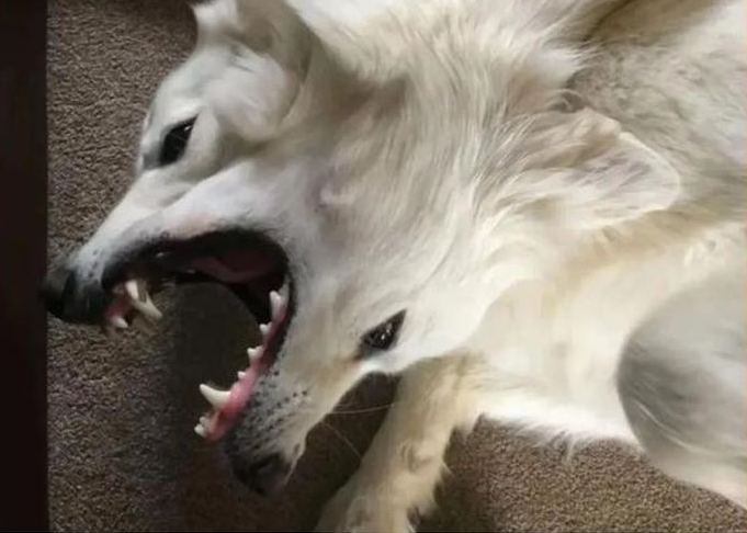 Mọi người trong cộng đồng mạng bắt đầu tranh luận về loài vật này, nhiều người cảm thấy hoang mang và sợ hãi, đặt ra câu hỏi liệu đó có thể là một sinh vật cổ đại hay một " quái thú" từ thời xa xưa. Một số người tò mò và gan dạ muốn đến thực tế để kiểm chứng.