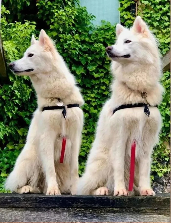 Cuộc tranh luận ngày càng gay gắt và không có hồi kết, tuy nhiên, chủ nhân của bức ảnh cuối cùng tiết lộ sự thật. Con "quái thú hai đầu" này không phải là một loài sinh vật kỳ dị, mà thực chất chỉ là hai chú chó màu trắng dễ thương.