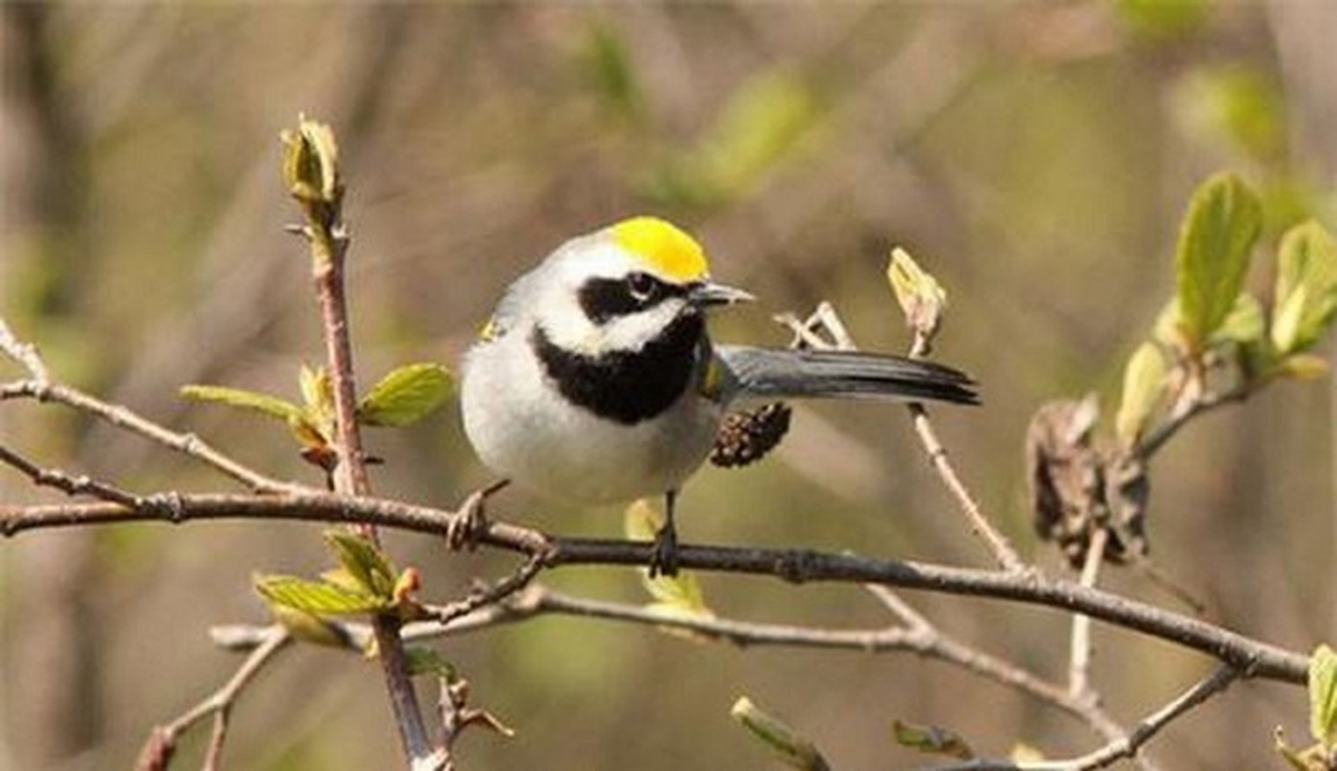Ngoài việc dự đoán thiên tai, chim chích cánh vàng còn có thể cảnh báo cho chúng ta biết về các vấn đề sức khỏe sớm hơn nhiều trước khi chúng ta nhận biết được triệu chứng của bệnh.