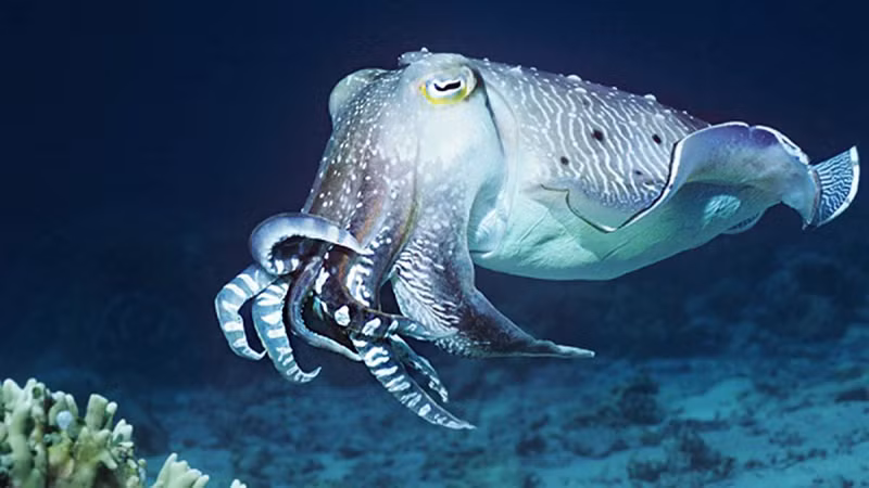 1. Mực nang là loài thân mềm thuộc nhóm Cephalopoda, cùng với bạch tuộc và mực ống. Chúng có khả năng tạo ra màn trình diễn ánh sáng để thôi miên con mồi, thường là các loài cá nhỏ và giáp xác.