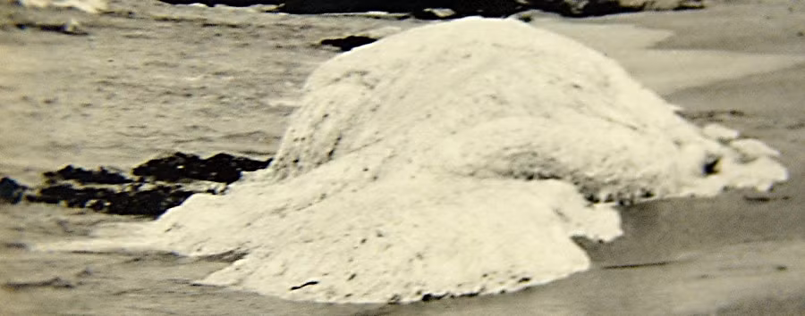 Thủy quái bí ẩn này được cho là đã vật lộn với hai con cá voi sát thủ trong một khoảng thời gian dài trước khi bị dạt vào bờ biển.