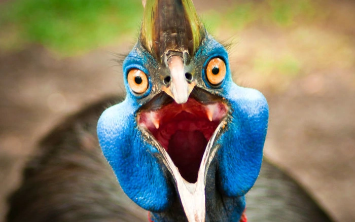 7. Đà điểu đầu mào: Được xem là loài chim nguy hiểm nhất thế giới, chúng có chiếc móng nhọn và tấn công rất nguy hiểm nếu bị kích động.