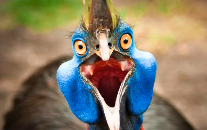 7. Đà điểu đầu mào: Được xem là loài chim nguy hiểm nhất thế giới, chúng có chiếc móng nhọn và tấn công rất nguy hiểm nếu bị kích động.