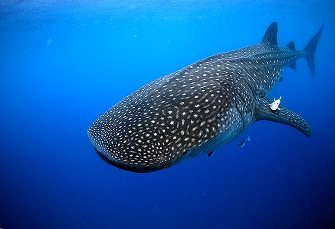 2. Không kém cạnh, cá mập voi cũng thuộc top loài động vật nặng nhất thế giới, con trưởng thành có thể dài 20 m nhưng không hề gây hại cho con người.