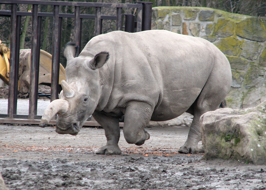 Chúng còn được biết đến cái tên khác chính là tê giác môi vuông do môi của chúng lồi ra để hỗ trợ việc ăn loại cỏ ngắn ở các vùng xavan. Tê giác trắng có thể đi 4 đến 5 ngày để tìm thức ăn mà không cần nước uống.